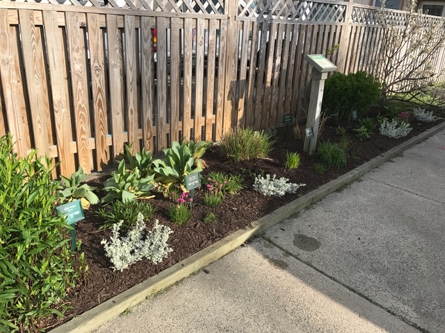 A vibrant garden filled with various plants and shrubs